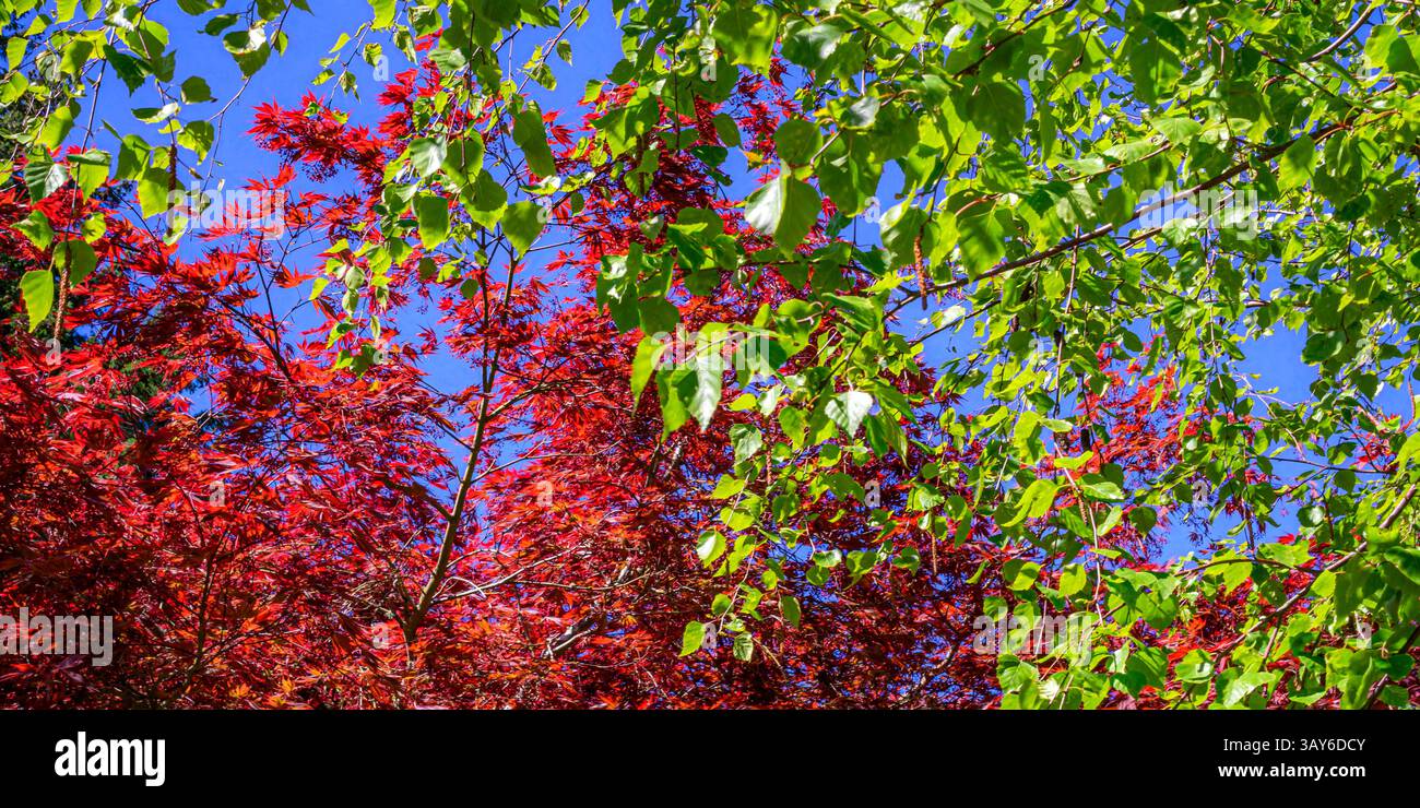 Rote und grüne Blätter vor einem klaren Frühlingshimmel Stockfoto