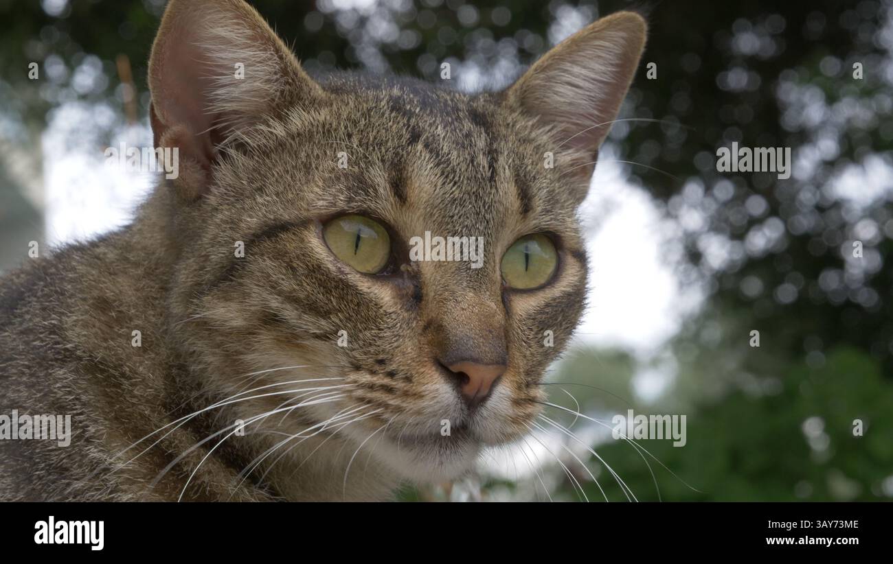 Eine Katze schaut Vögel in Nissaki, Korfu an. Stockfoto