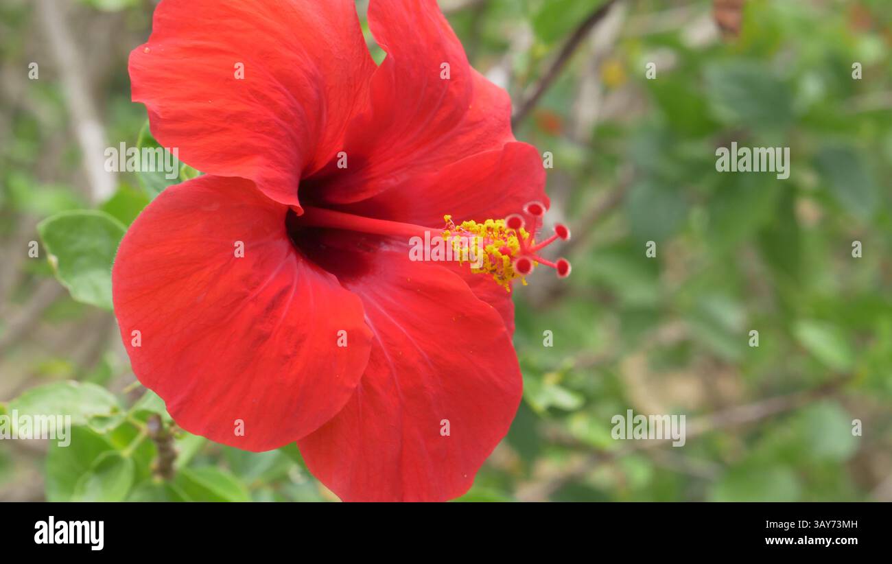 Ein roter Hibiskus auf dem Gelände des TUI BLUE Atlantica Nissaki Beach Hotels Stockfoto