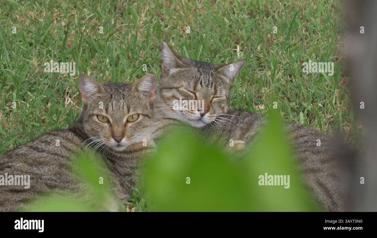 Katzen schlafen in Nissaki, Korfu. Stockfoto