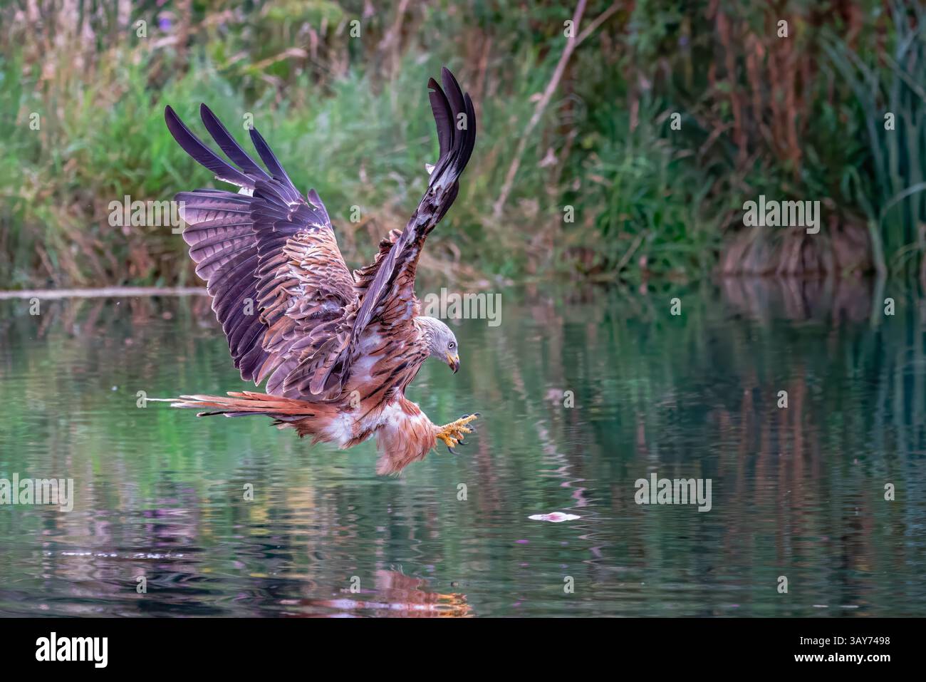 Ein britischer Red Kite taucht nach einem Fisch mit großen Krallen - Action Shot, Leicestershire Stockfoto