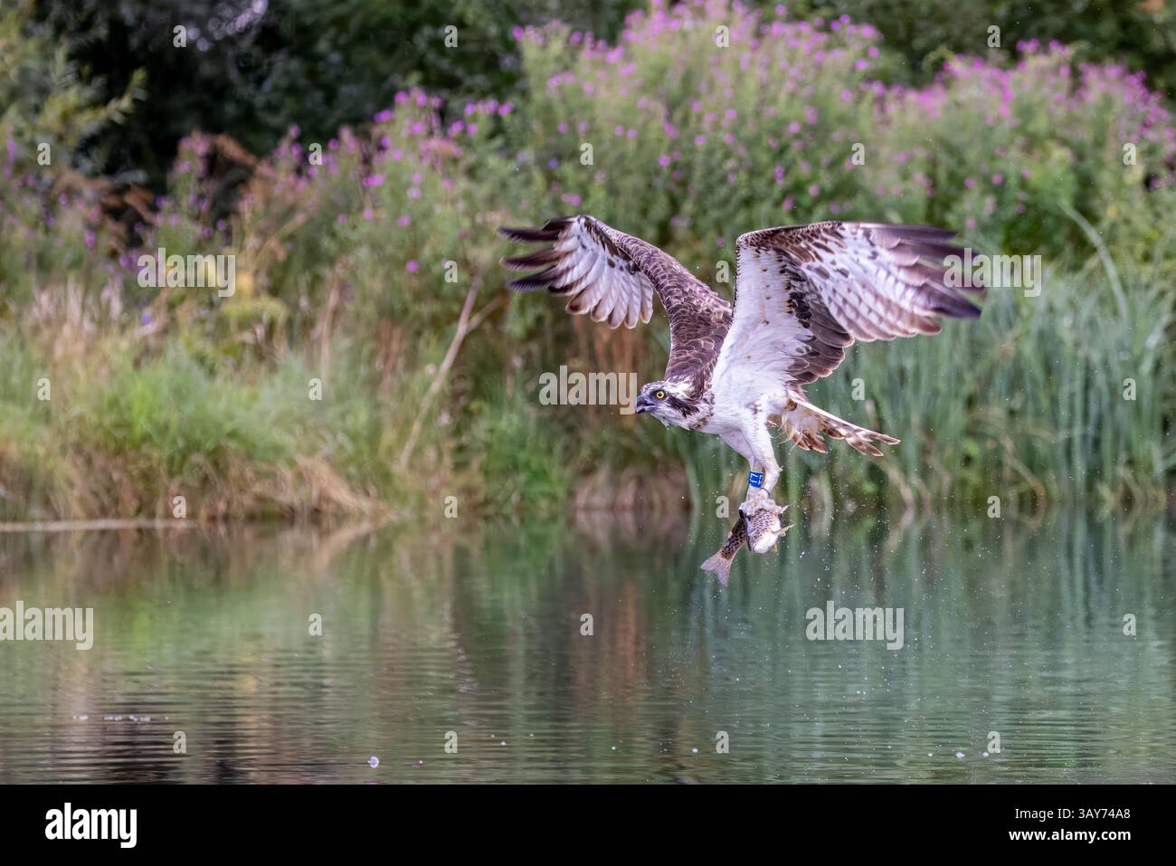 Ein Osprey (Pandion haliaetus), der eine Forelle in seinen großen Krallen aus einem See nimmt - Action-Shot, Leicestershire Stockfoto