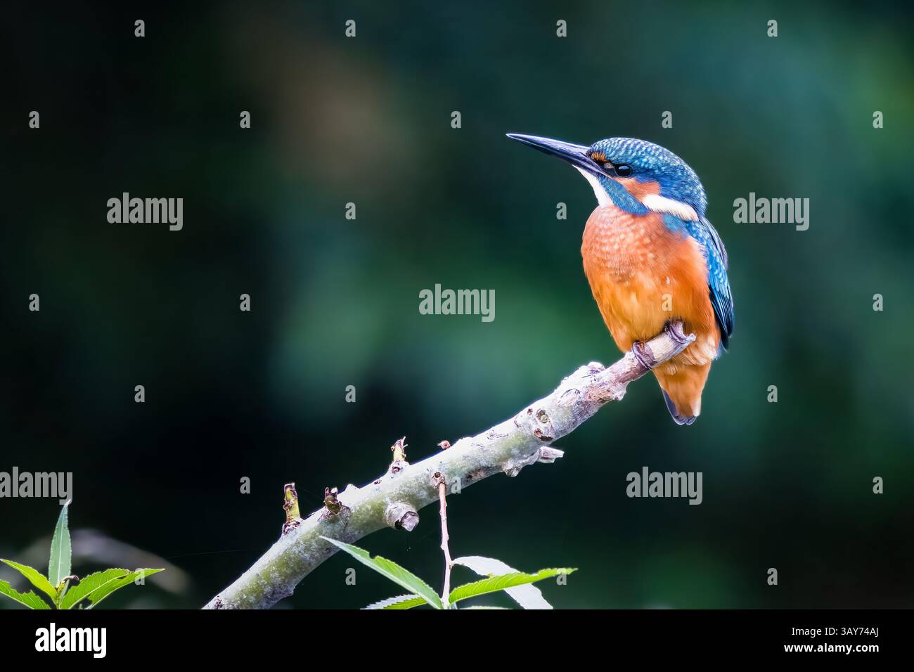 Wunderschöner männlicher eisvogel auf einem Ast mit grünem Hintergrund Stockfoto