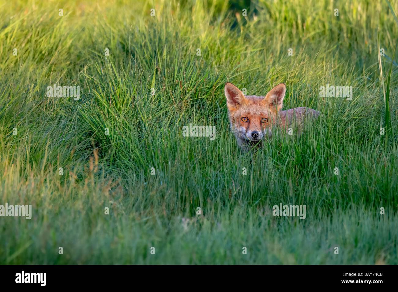 Rotfuchs im langen Gras bei Stanpit Marshes Dorset UK Stockfoto