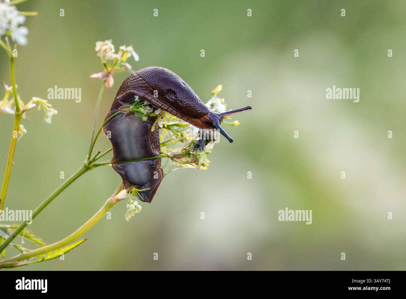 Schwarze Schnecke, die an KuhPetersilie verfüttert - UK. (Arion ater füttert an Anthriscus sylvestris) Stockfoto