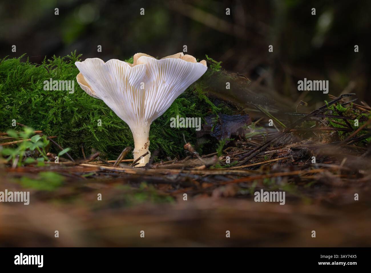 Pilzpilz (Clitocybe gibba) wächst im Wald Flor - Salcey Forest Stockfoto
