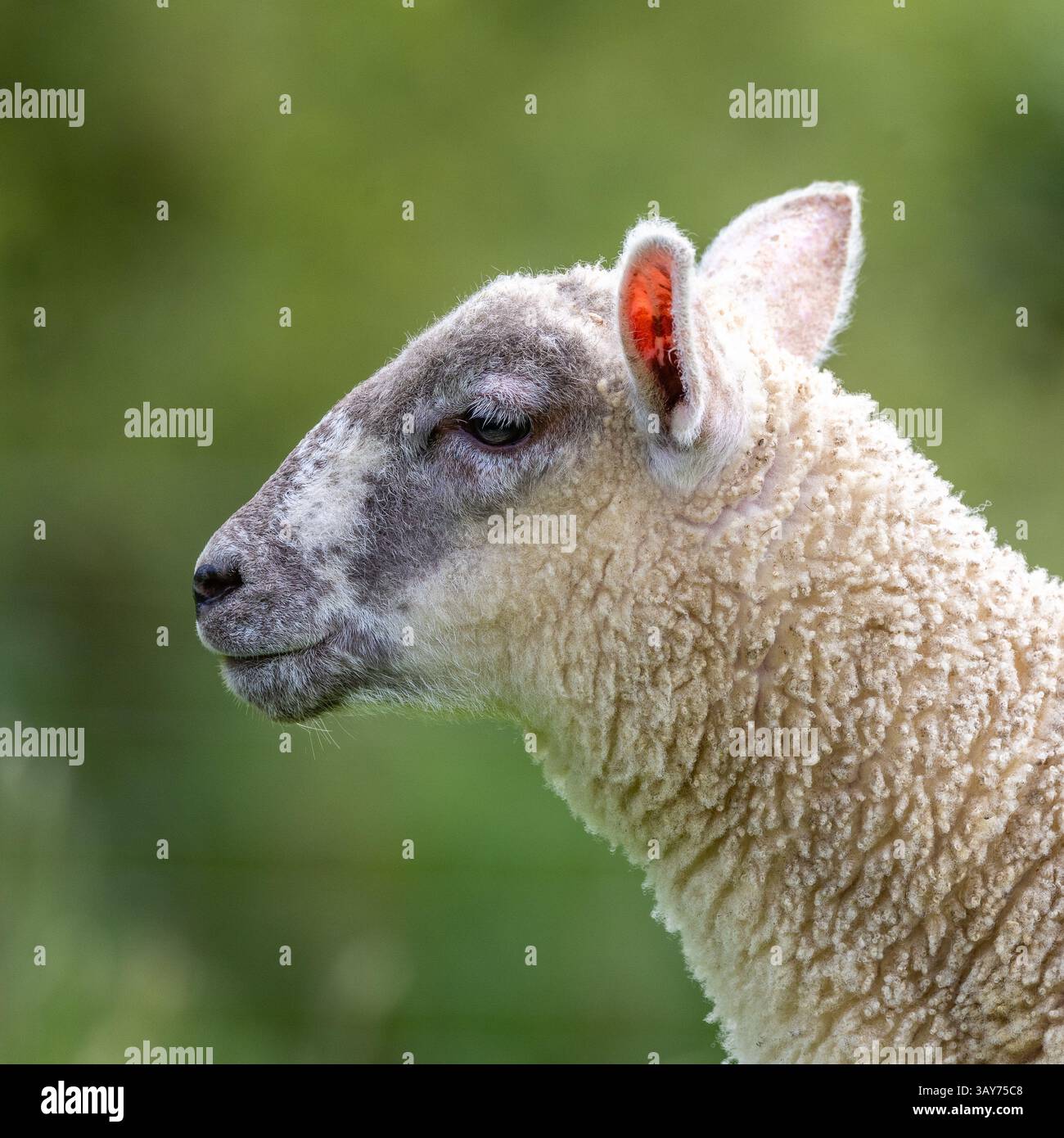 Kopfschuss eines jungen Lammes gegen einen grünen Hintergrunde - (Europäischer Mufflon (Ovis aries musimon) Stockfoto Kopfschuss eines jungen Lammes gegen einen grünen Hintergrunde - (Europäischer Mufflon (Ovis aries musimon) Stockfoto