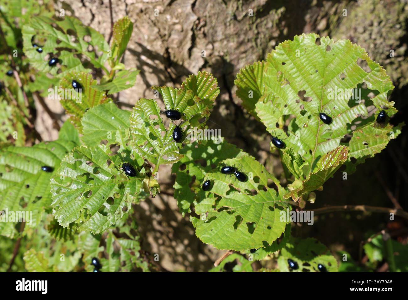 Erlenblattkäfer im Tophill Low Nature Reserve, East Yorkshire, Großbritannien Stockfoto
