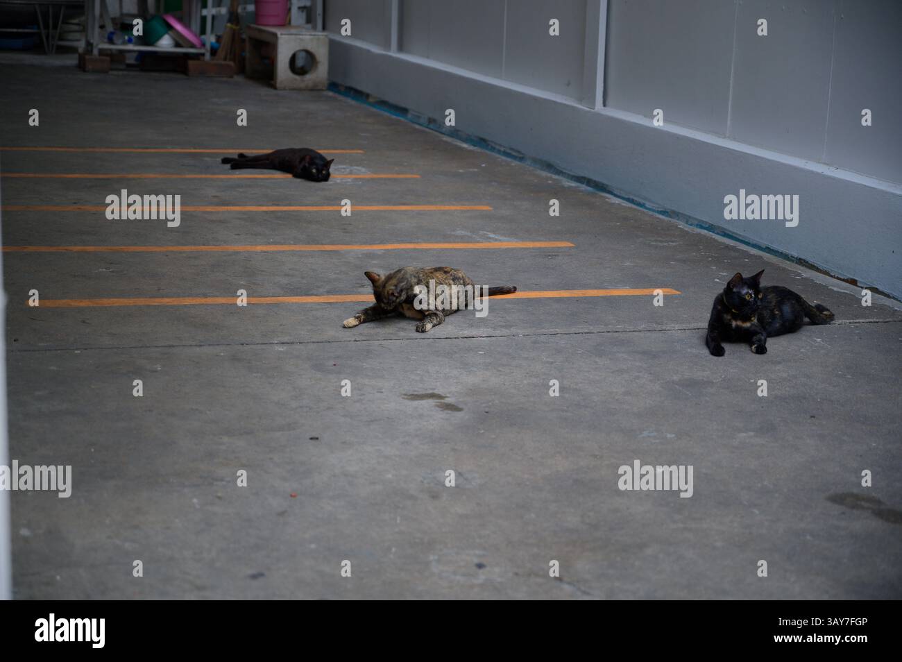 Drei entspannte Katzen haben ihre Plätze auf einem leeren Parkplatz beansprucht Stockfoto