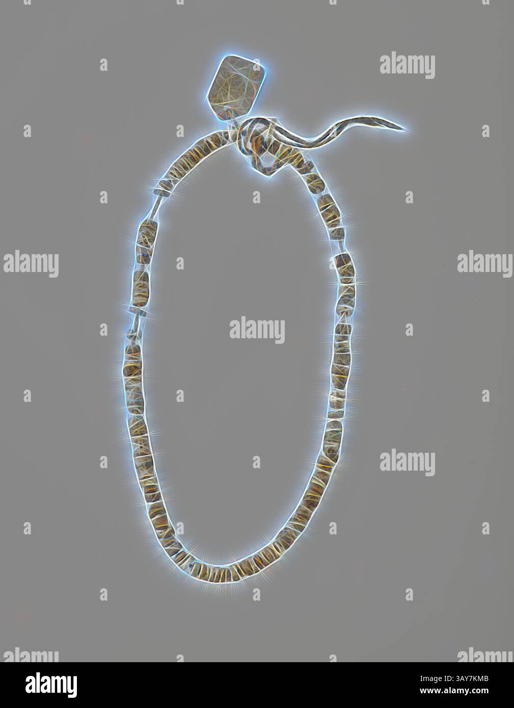 Eine zarte, aufwendig gefertigte Halskette mit einer Reihe kleiner, strukturierter Perlen, die elegant eine kreisförmige Form bilden, mit einem markanten Etikett an der Oberseite., Halskette, Pueblo People, vor 1910, Muschelperlen, 15 x 1/4 x 1/4 cm, Native Arts of the Americas, Klassische Kunst mit modernem Touch, neu interpretiert von Artotop Stockfoto