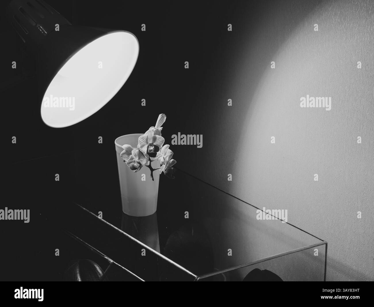 Eine minimalistische Stillleben-Komposition, die Licht und verschiedene Flora-Elemente wunderschön präsentiert Stockfoto