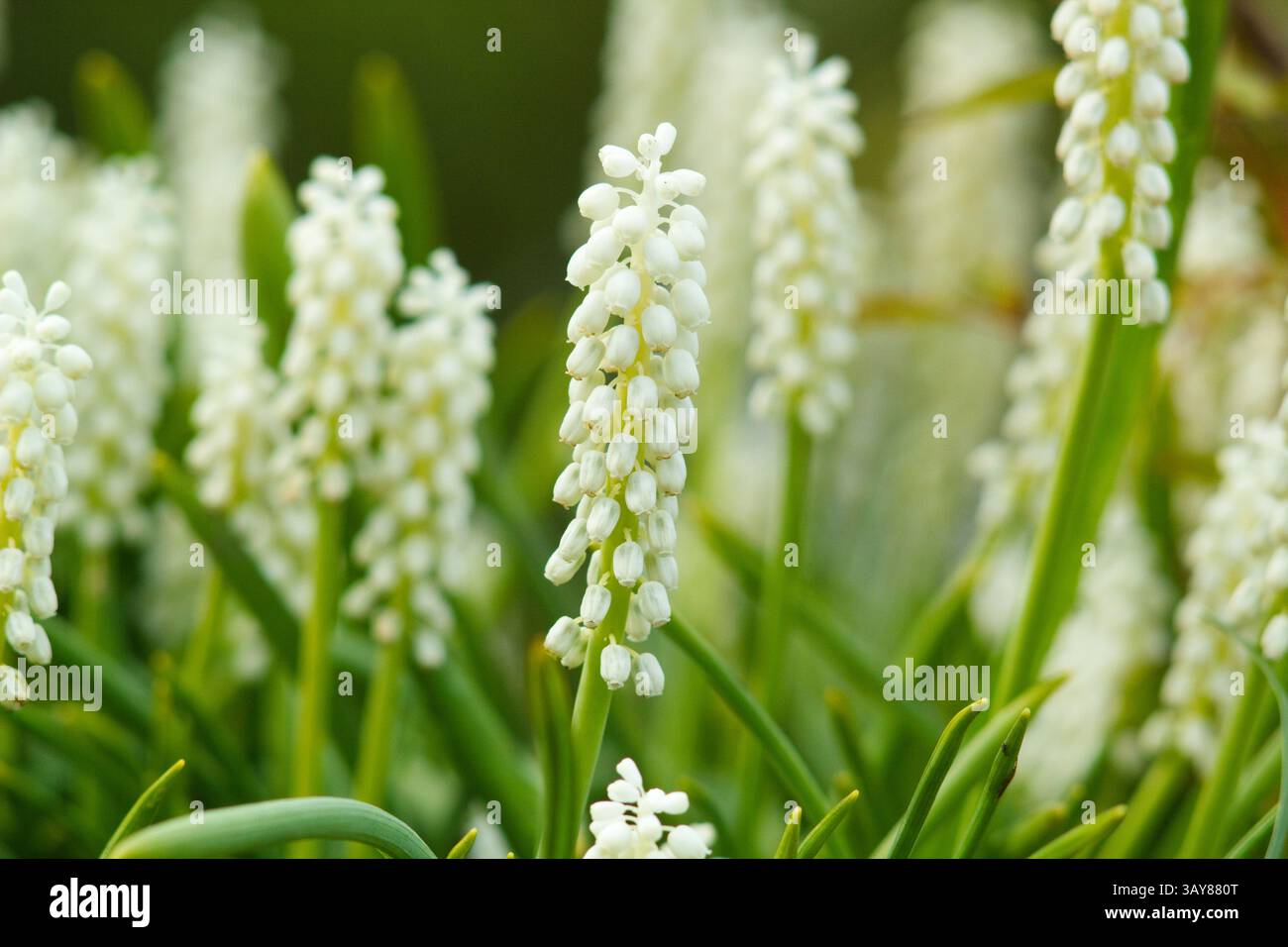 Muscari aucheri „White Magic“ blühende mehrjährige Frühjahrsblüte. UK Stockfoto