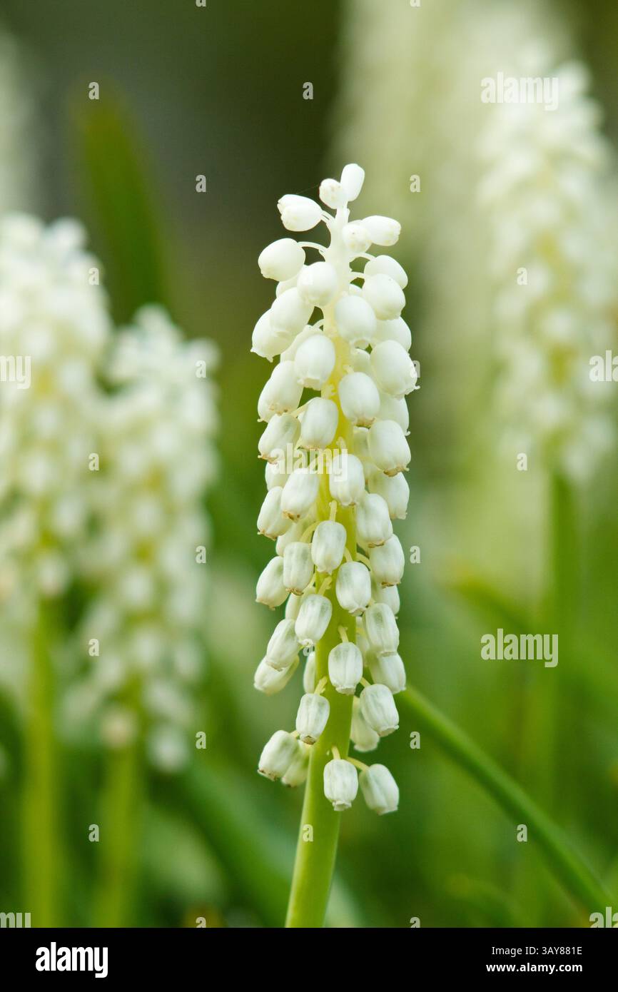 Muscari aucheri „White Magic“ blühende mehrjährige Frühjahrsblüte. UK Stockfoto