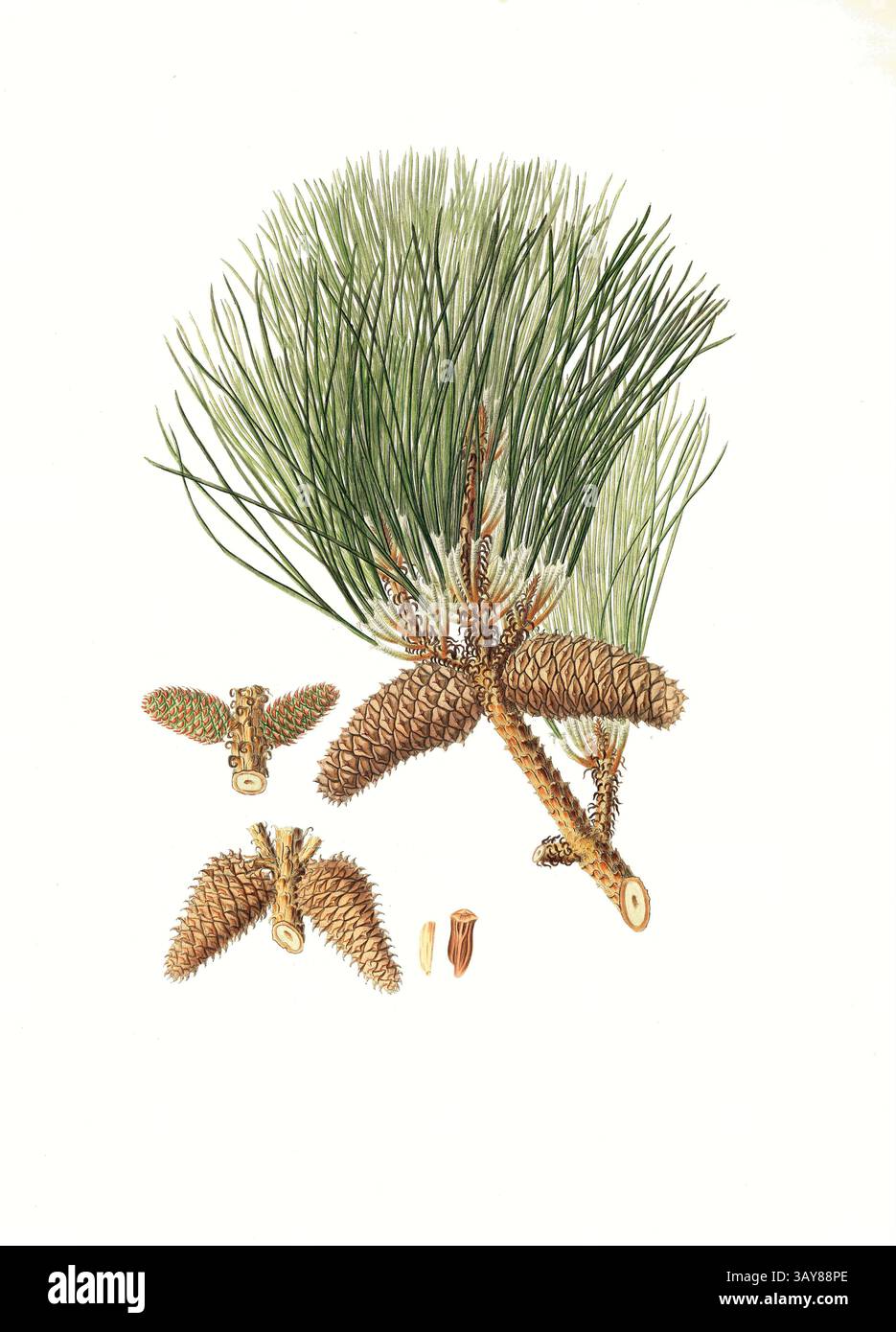 Weihrauch-Kiefer, Pinus taeda, auch Amerikanische Terpentin-Kiefer, Weihrauchkiefer, Baum, Digital verbesserte Reproduktion eines Original von Aylmer Bourke Lambert 1761 - 1842, englischer Botaniker, erschienen um 1810 Stockfoto