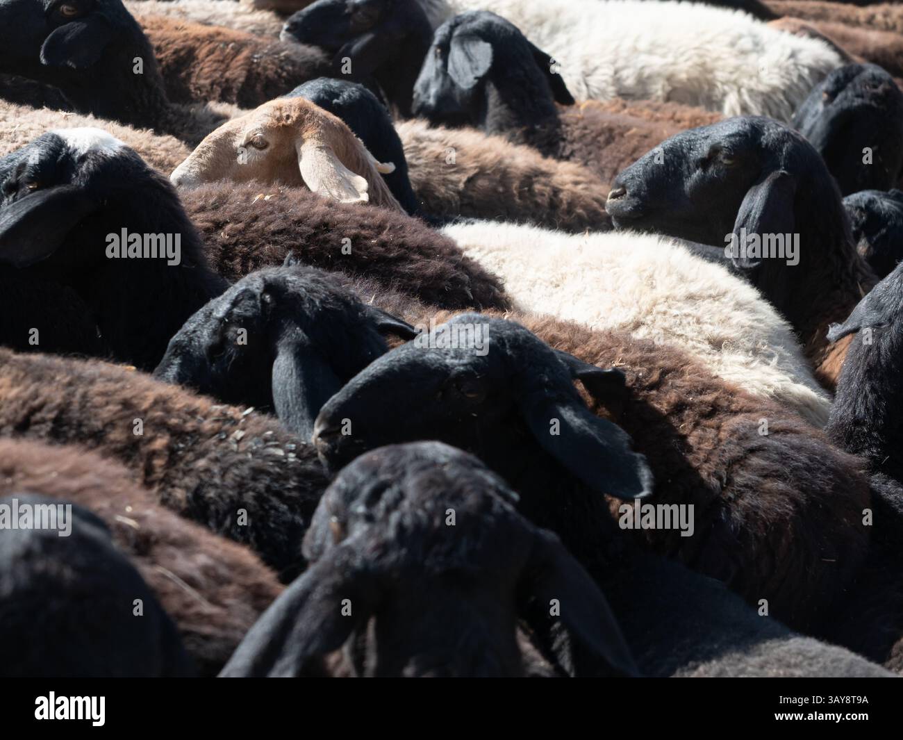 Schließen Sie eine Herde schwarzer, brauner und weißer Ziegen zusammen an einem Straßenrand in Usbekistan. Fotografiert im Profil mit geringer Schärfentiefe Stockfoto