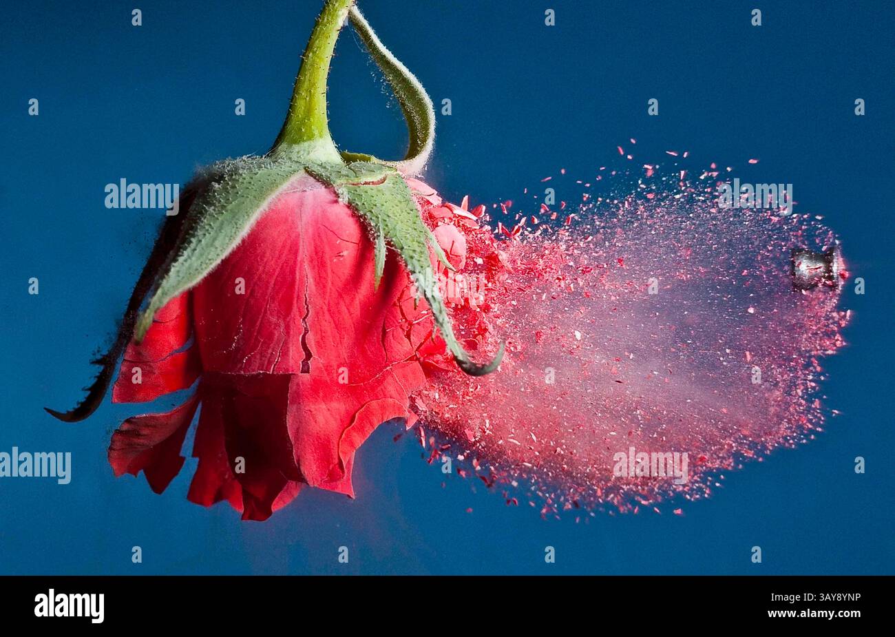 12. Oktober 2009 - Camarillo, Kalifornien, USA - Eine rote Rose in flüssigem Stickstoff explodiert bei Kontakt mit einer Kugel in einem von Alan Sailers dramatischen Hochgeschwindigkeitsfotos. (Credit Image: © Alan Sailer/ZUMAPRESS.com). Stockfoto