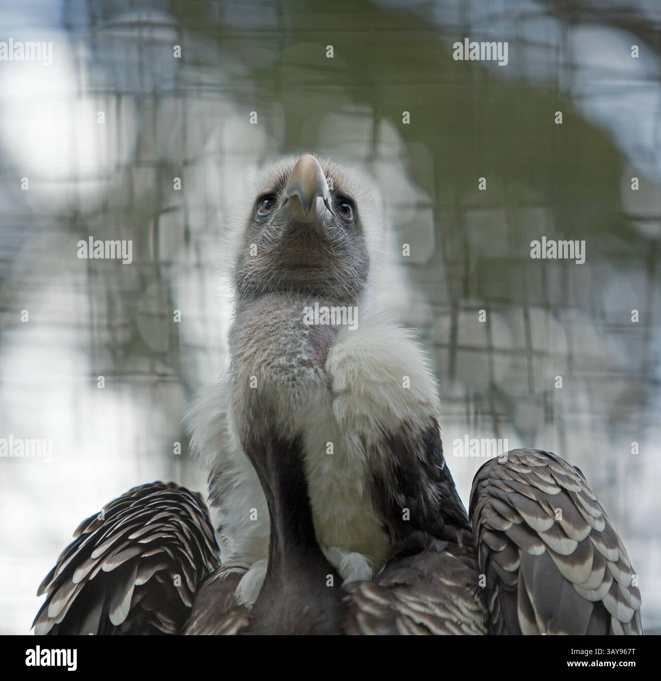 Ultra-Nahaufnahme eines Ruppel Griffon Geiers Kopf und Hals mit guten Details der Augen Stockfoto
