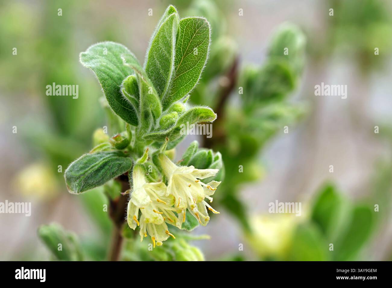 Nahaufnahme der gelben Blüten einer blauen Geißblatt-Beere, Lonicera caerulea var. Kamtschatica Stockfoto