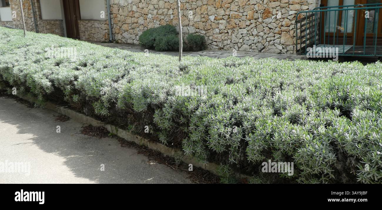 Eine Hecke in der Nähe von Stoned House Stockfoto