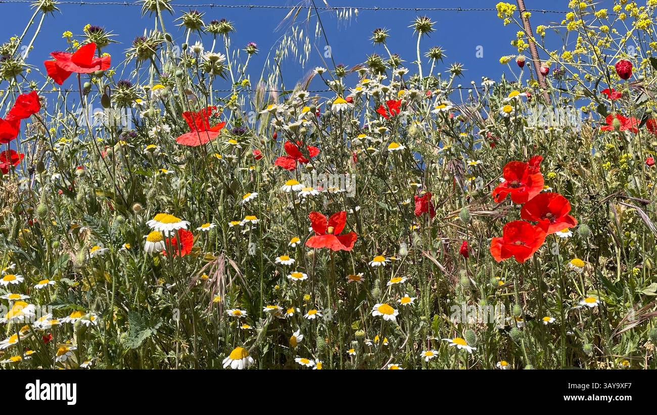 Ein Stück wilder Blumen, darunter Mohnblumen und Gräser vor einem blauen Himmel. - Smartphone-aufgenommenes Stockfoto