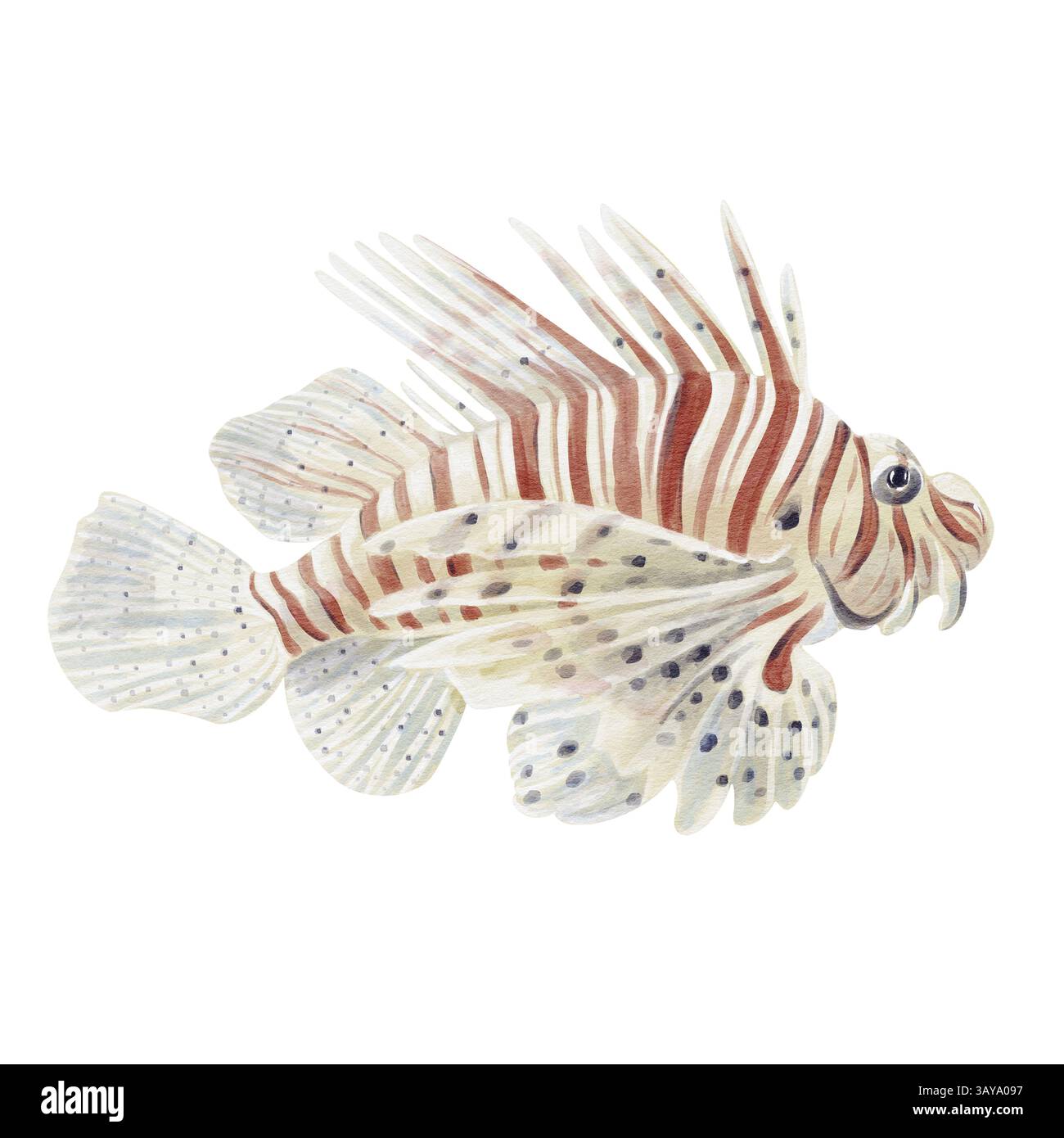Löwenfisch-Zebrafisch. Rochenflossen-Fische, Skorpionfische. Mit einer langen Flosse und Streifenfarbe. Exotische Giftfische. Räuberisch. Lebt in der Nähe von Riffen im Meer Stockfoto