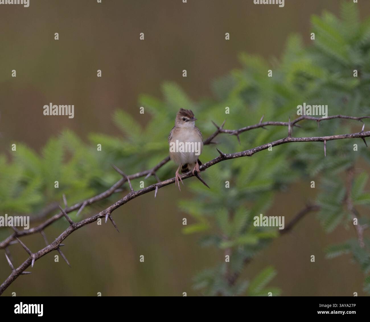 Eine zitternde Cisticola im Yala-Nationalpark, Sri Lanka Stockfoto