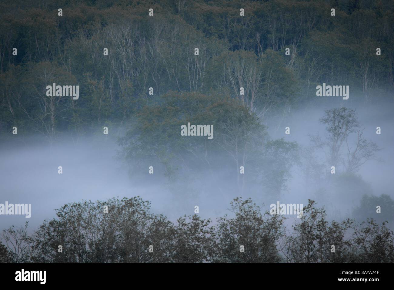 Ein dichter Wald taucht aus einem Schleier aus Morgennebel auf, mit Baumschichten, die in den Nebel gleiten. Die Szene weckt eine geheimnisvolle und ruhige Stimmung Stockfoto