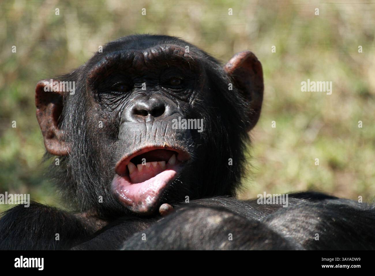 Schimpanse, Ol Pejeta Conservancy, Kenia Stockfoto