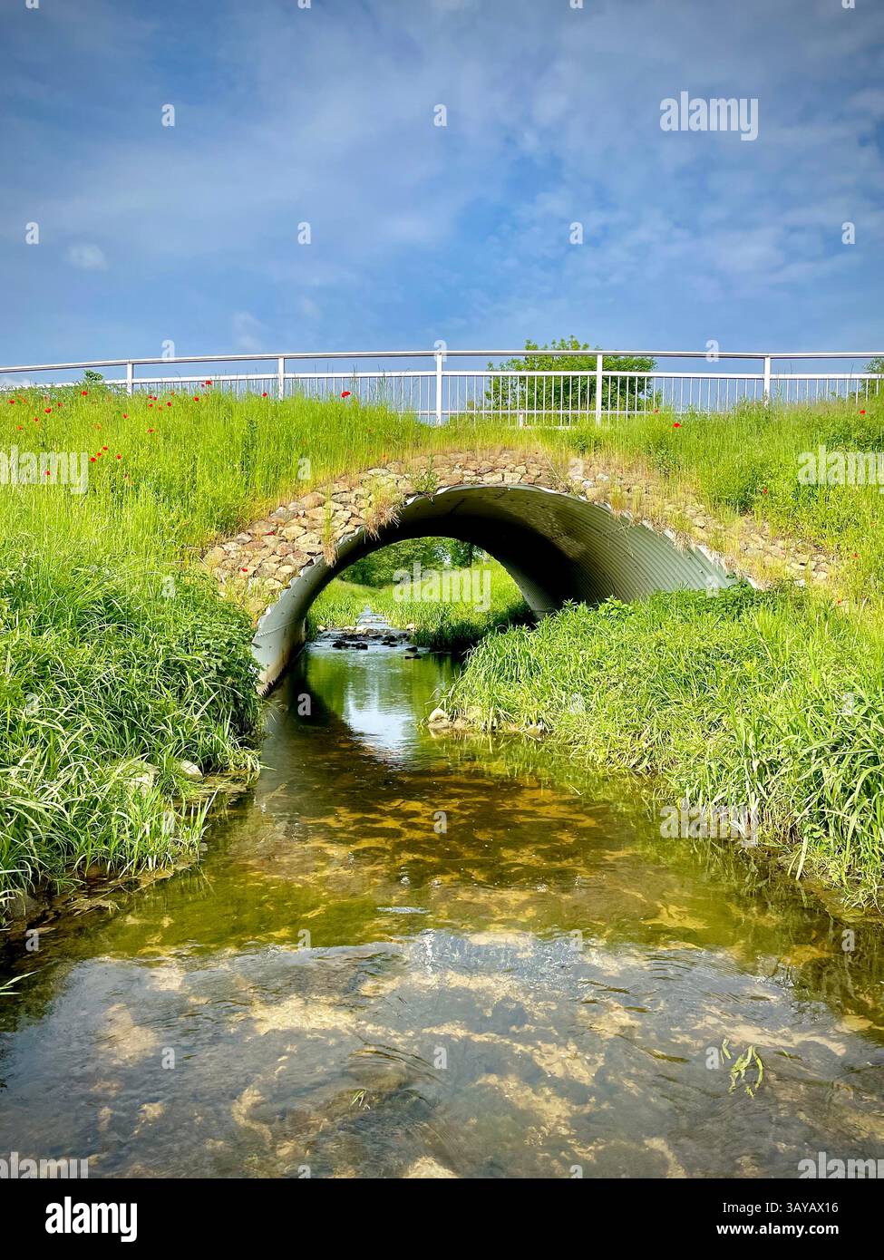 Dieses Bild zeigt eine kleine moderne Fußgängerbrücke, die einen flachen klaren Wasserlauf in einer üppig grünen Wiese überquert. Große Gräser und Wildblumen umrahmen die Szene - Smartphone-aufgenommenes Stockfoto