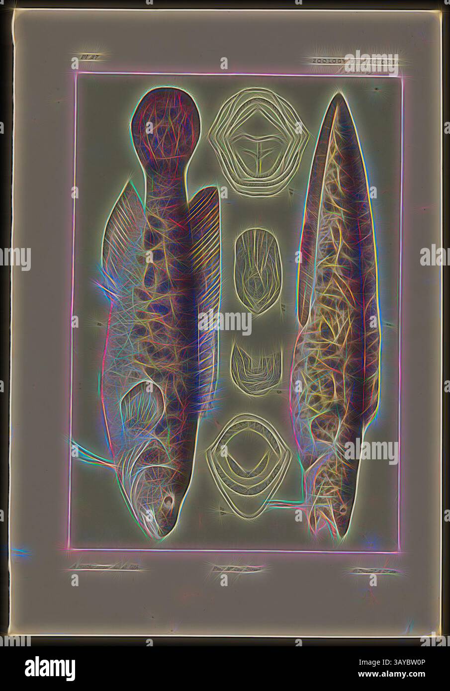 Eine stilisierte Darstellung verschiedener Fischexemplare mit ihren komplexen Formen und Merkmalen. Das Design hebt ihre anatomischen Strukturen und Texturen hervor, angeordnet in einem optisch eindrucksvollen Layout., Lithographischer Proof - Lithographische Tinte auf Papier, Farbproof B veröffentlicht als Platte 27 im Prodromus der Zoologie von Victoria von Frederick McCoy., Klassische Kunst mit modernem Twist von Artotop neu interpretiert Stockfoto