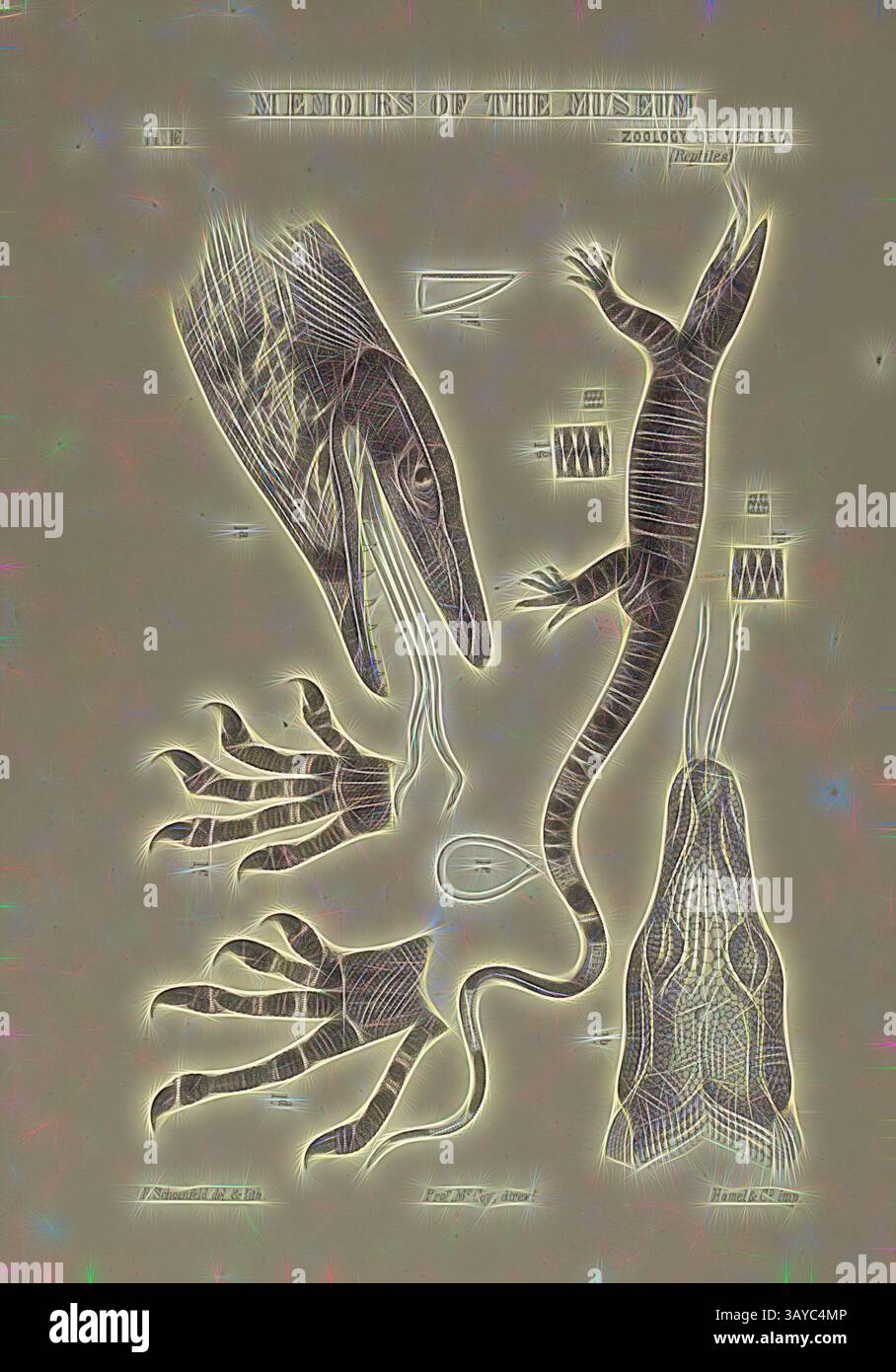 Eine komplizierte Illustration, die verschiedene Tierformen zeigt, mit einem großen Wassertier, einer Eidechse und detaillierten anatomischen Studien von Gliedmaßen und anderen Körperteilen, alle mit feinen Linien und einer wissenschaftlichen Ästhetik dargestellt. Lithografischer Beweis - Lithographische Tinte und Papier, ein farbiger Proof mit Text. Klassische Kunst mit modernem Touch, neu interpretiert von Artotop Stockfoto