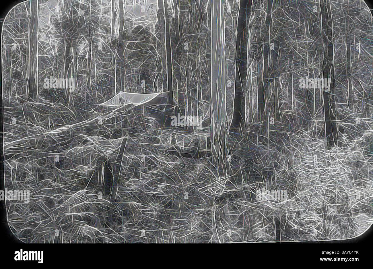 Eine dichte Waldszene mit hohen Bäumen und Unterholz, die eine strukturierte, fast ätherische Atmosphäre schafft, in der Licht durch die Äste filtert und komplizierte Schatten auf den Boden wirft. Lantern Slide - Upper Yarra Track, Dandenong Ranges, Victoria, 1904-1907, Schwarzweißbild einer Goldsucher-Familie gefunden auf einer der Wanderungen des Upper Yarra Track, fotografiert von A.J. Campbell. A.J. Campbell unternahm zwei Wanderungen entlang des Upper Yarra Track, eine im Jahr 1904 und die andere im Jahr 1907. Dies ist eine von vielen Glaslaternen-Rutschen, die die A.J. Campbell Collection des Museum Victoria bilden Stockfoto
