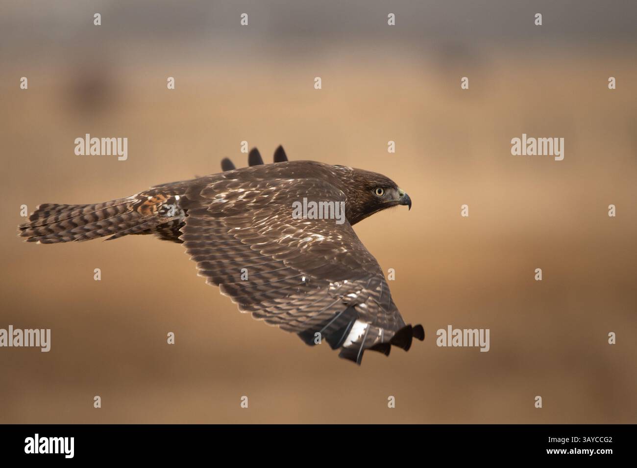 Rotschwanzfalke im Flug, nicht ganz reif, vor herbstlichem Hintergrund Stockfoto