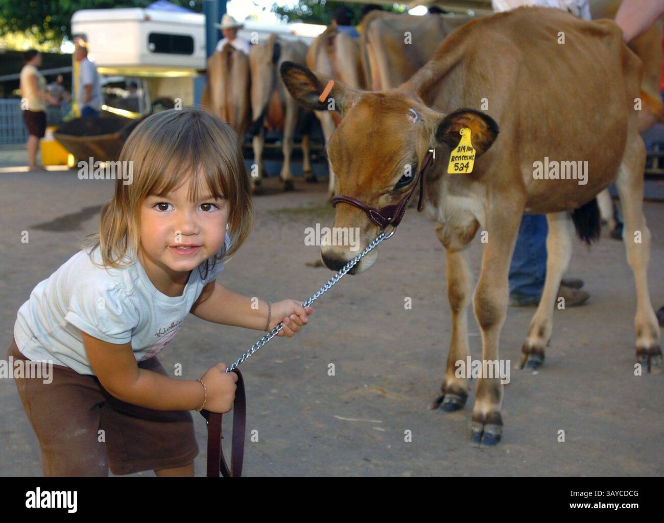 4. August 2009 - Turlock, CA, USA - Heidi Wineger, 2 von Patterson, führt den Hffer ihres Cousins an, der in der Junior Kiddie Show auf der Stanislaus County Fair gezeigt wurde. Mehr als 1.800 4-H- und FFA-Tiere nahmen 2009 an der Stanislaus County Fair Teil, die meisten wurden verkauft oder versteigert. August 2009. (Bild: © Modesto Bee/ZUMApress.com) Stockfoto