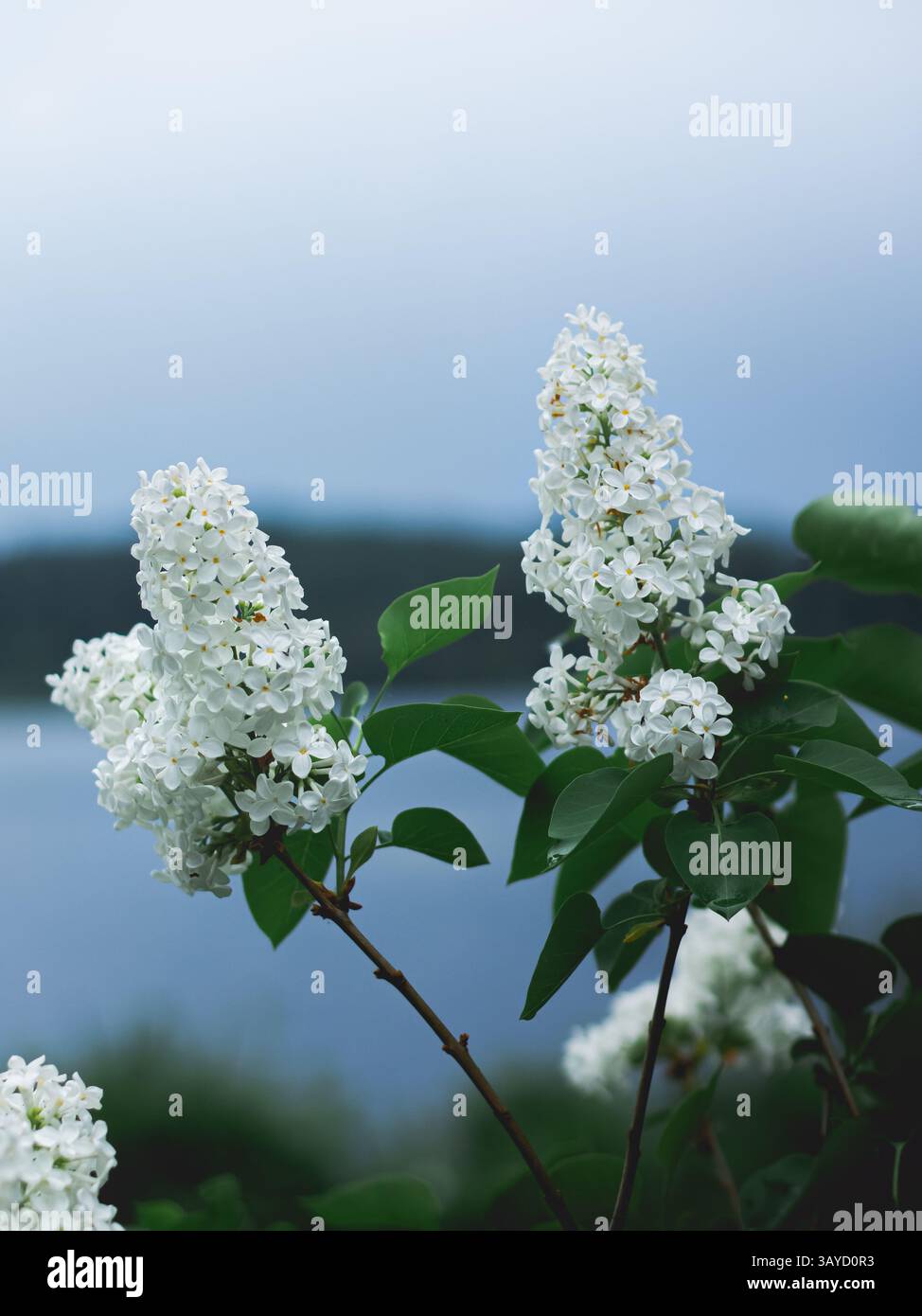 Weiße Flieder im Sommer vor einem sich bräunenden Gewitter. Stockfoto
