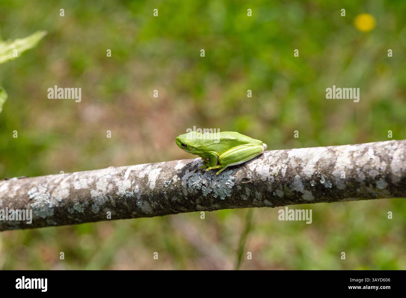 Der amerikanische grüne Baumfrosch (Dryophytes cinereus oder Hyla cinerea) Stockfoto