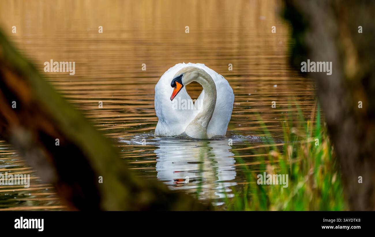 Ein Mute Swan (Cygnus olor) erhebt seinen schneebedeckten Hals in eine anmutige Kurve, die sich in ruhigen Feuchtgebieten spiegelt, die von Bäumen im Vorderboden und weichem Schilf umrahmt werden Stockfoto