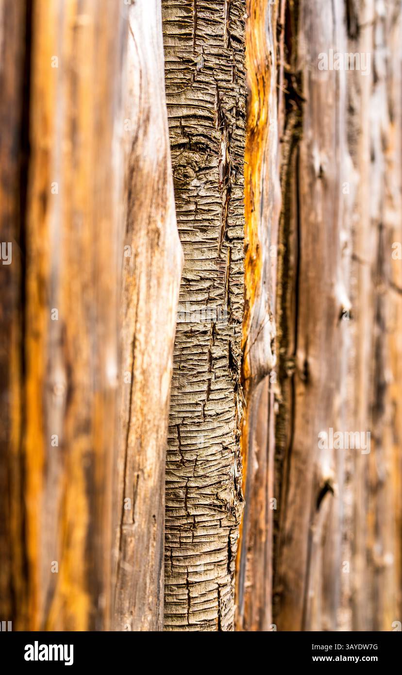 Nahaufnahme eines Zauns aus zersplittertem und gebrochenem Holzkorn mit tieflinearer Verwitterung und Harzspuren in gealtertem Bauholz Stockfoto