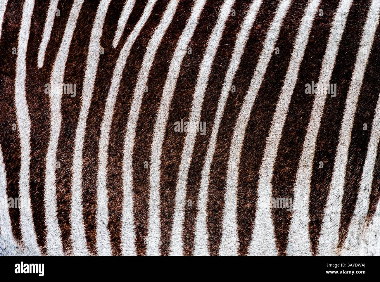 Eng eingerahmtes Detail eines Equidermal Stripe Pattern an der Flanke eines Plains Zebras (Equus quagga) mit texturalem Kontrast und linearer Präzision Stockfoto