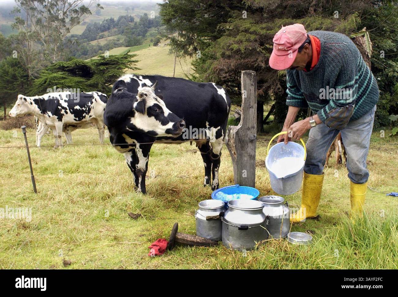 18. JULI 2010 - LA CALERA COLOMBIA - UN CAMPESINO LLENA UNA CANTINA CON LECHE,PARA SER RECOLECTADA POR UN CAMION A LA ORILLA DE LA CARRETERA EN LA VIA A CHOACHI/LA CALERA CERCA A BOGOTA. (Kreditbild: © El Tiempo/GDA/ZUMApress.com) Stockfoto