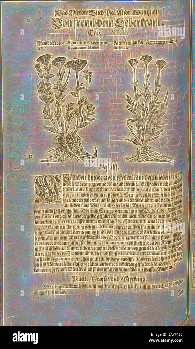 Eine kunstvolle Illustration mit zwei verschiedenen Arten von blühenden Pflanzen, begleitet von beschreibendem Text, der ihre Eigenschaften und ihren Ursprung beschreibt. Die Komposition verbindet botanische Kunst mit informativen Inhalten und schafft einen visuellen Leitfaden zu den dargestellten Arten. Ageratum Blue der Griechen und Ageratum Eupatorium Mesue the Less, Frembd Leberkraut und Small Frembd Leberkraut Fol. 351v, 1590, Pietro Andrea Mattioli, Joachim Camerarius: Kreuterbuch desz hochgelehrten unnd weitberühmter Herr D. Petri Andreae Matthioli. Franckfort am Mayn: [Feyrabendt], 1590, Klassische Kunst mit modernem Twist Stockfoto