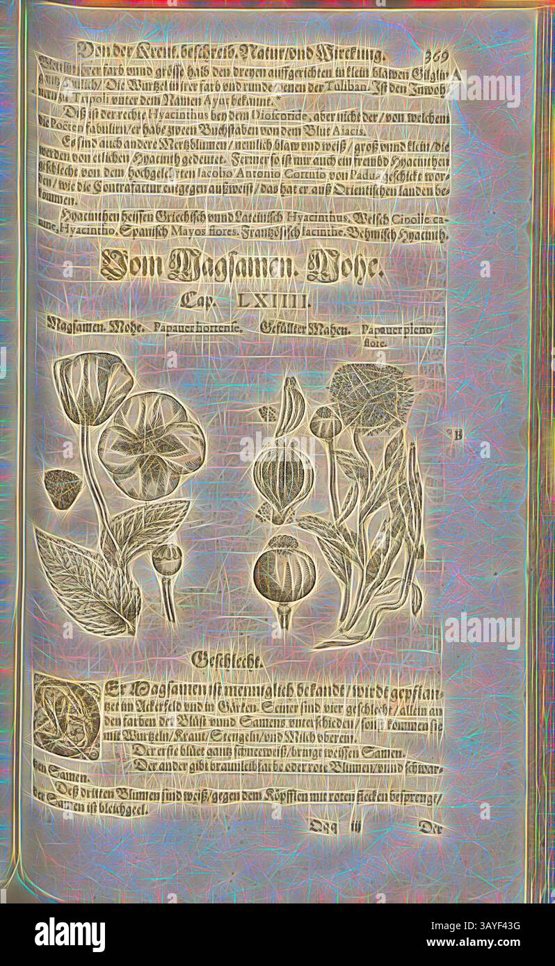 Eine reich verzierte Seite mit komplexen botanischen Illustrationen verschiedener blühender Pflanzen, begleitet von detaillierten Texten in eleganter Schrift, die wahrscheinlich ihre Eigenschaften oder Verwendungen erläutern. Das Design ist sowohl künstlerisch als auch informativ und verbindet Natur mit Literatur. Papauer hortense und Papauer pleno Flora, Magsamen, Mohe und gefüllte Mahen, Fol. 369r, 1590, Pietro Andrea Mattioli, Joachim Camerarius: Kreuterbuch desz hochgelehrten unnd weitberühmter Herr D. Petri Andreae Matthioli. Franckfort am Mayn: [Feyrabendt], 1590, Klassische Kunst mit einem modernen Twist von Artotop Stockfoto