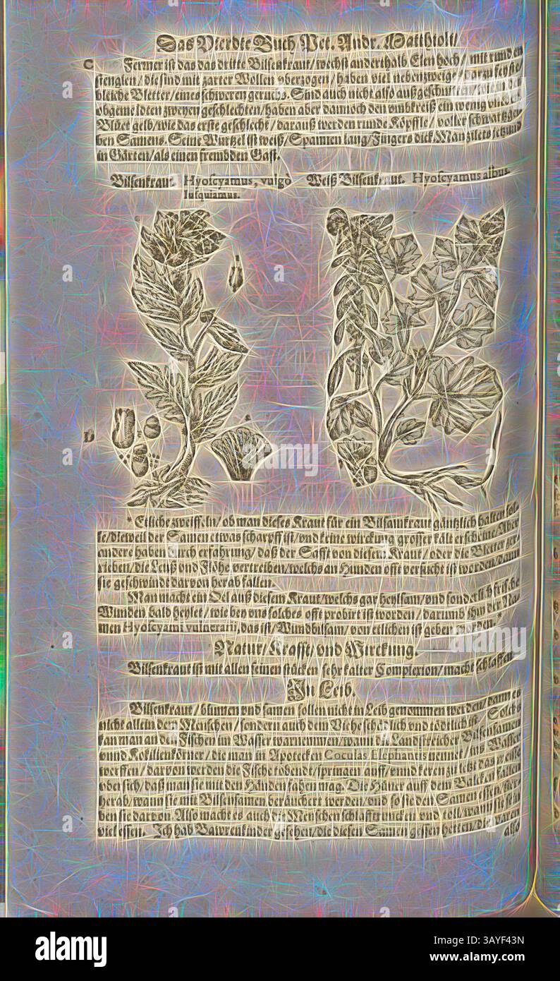 Eine komplizierte Illustration von Pflanzen, begleitet von detaillierten Texten, zeigt botanische Elemente und ihre Beschreibungen, die das Verhältnis zwischen Natur und Sprache in der historischen Literatur hervorheben., Hyoscyamus im Allgemeinen, Iusquiamus und weißes hyoscyamus, Henbane und White Henbane, Fol. 372v, 1590, Pietro Andrea Mattioli, Joachim Camerarius: Kreuterbuch desz hochgelehrten unnd weitberühmter Herr D. Petri Andreae Matthioli. Franckfort am Mayn: [Feyrabendt], 1590, Klassische Kunst mit einem modernen Twist von Artotop Stockfoto