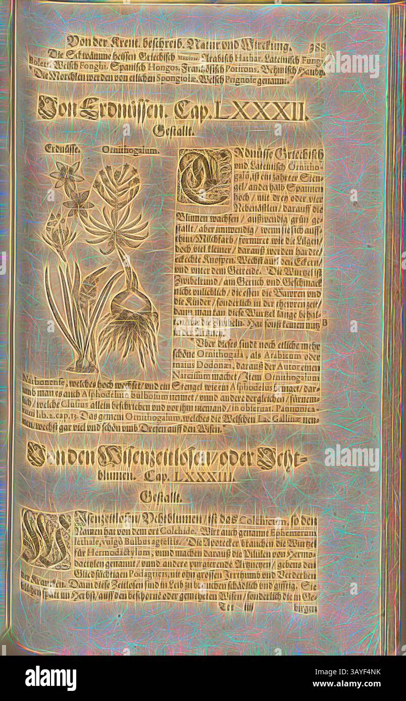 Eine reich verzierte Seite mit detaillierten Illustrationen von Pflanzen und Blumen, begleitet von kompliziertem Text in einer aufwendigen Schrift. Das Layout schlägt einen historischen oder botanischen Kontext vor, indem Kunstfertigkeit mit wissenschaftlicher Dokumentation kombiniert wird. Ornithogalum, Peanuts, Fol. 388r, 1590, Pietro Andrea Mattioli, Joachim Camerarius: Kreuterbuch desz hochgelehrten unnd weitberühmter Herr D. Petri Andreae Matthioli. Franckfort am Mayn: [Feyrabendt], 1590, Klassische Kunst mit einem modernen Twist von Artotop Stockfoto