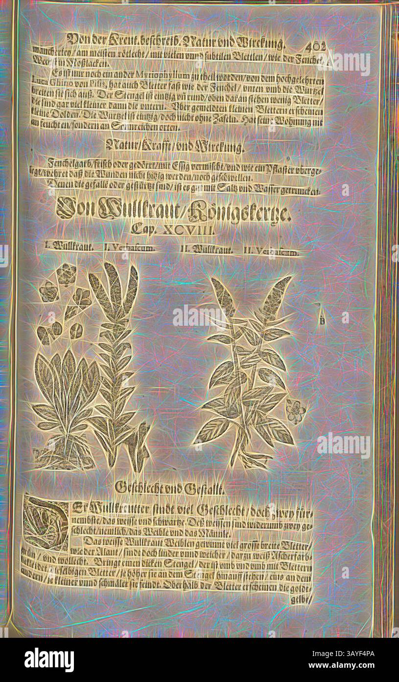 Eine reich verzierte Seite zeigt detaillierte Illustrationen verschiedener Pflanzen zusammen mit sorgfältig geschriebenen Texten, in denen ihre Eigenschaften und Verwendungen erläutert werden. Das Layout betont botanisches Wissen und zeigt sowohl Ästhetik als auch informative Inhalte., Verbascum I, Wullkraut, Fol. 402r, 1590, Pietro Andrea Mattioli, Joachim Camerarius: Kreuterbuch desz hochgelehrten unnd weitberühmter Herr D. Petri Andreae Matthioli. Franckfort am Mayn: [Feyrabendt], 1590, Klassische Kunst mit einem modernen Twist von Artotop Stockfoto