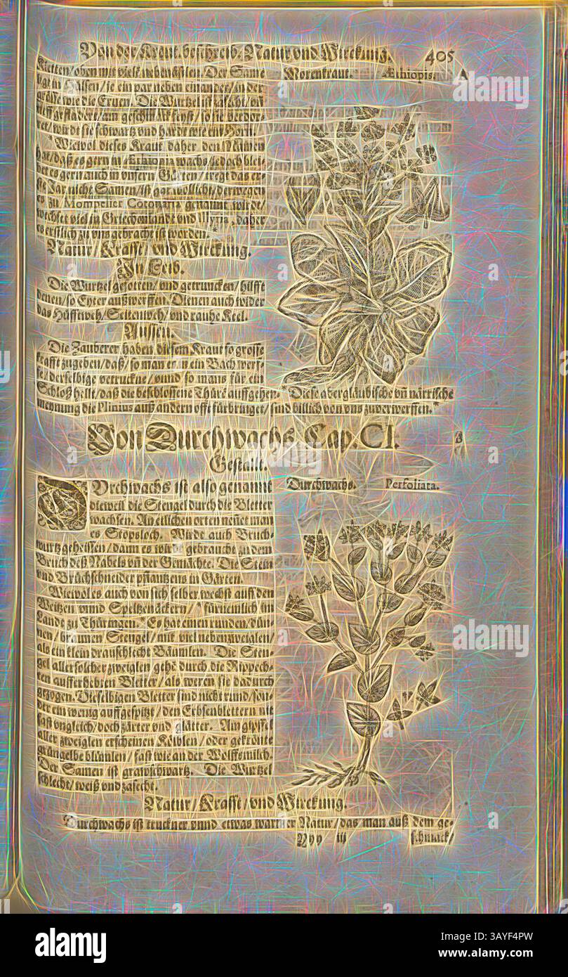 Eine antike botanische Illustration mit detaillierten Stichen von Pflanzen, begleitet von handgeschriebenen Texten, die Beschreibungen und Verwendungen der Flora enthalten. Das Layout betont die natürlichen Formen der Pflanzen und unterstreicht den historischen Kontext der Kräutermedizin., Aethiopis et Perfoliata, Morenkraut und Durchwachs, Fol. 405r, 1590, Pietro Andrea Mattioli, Joachim Camerarius: Kreuterbuch desz hochgelehrten unnd weitberühmter Herr D. Petri Andreae Matthioli. Franckfort am Mayn: [Feyrabendt], 1590, Klassische Kunst mit einem modernen Twist von Artotop Stockfoto