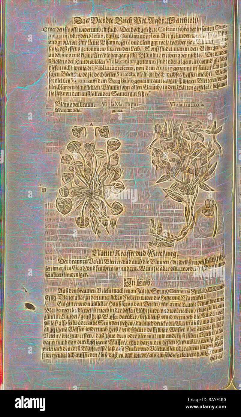 Eine antike botanische Illustration mit detaillierten Darstellungen von zwei Pflanzen, begleitet von einem deutschen Text, der ihre Eigenschaften und Verwendungen beschreibt. Das Kunstwerk zeigt komplizierte Linienarbeiten und Etiketten, die die spezifischen Merkmale und medizinischen Eigenschaften der Flora hervorheben. Viola Martia purpurea et Viola fruticosa, Blaw oder Brown Mertzenveieln, Fol. 412v, 1590, Pietro Andrea Mattioli, Joachim Camerarius: Kreuterbuch desz hochgelehrten unnd weitberühmter Herr D. Petri Andreae Matthioli. Franckfort am Mayn: [Feyrabendt], 1590, Klassische Kunst mit einem modernen Twist von Artotop Stockfoto