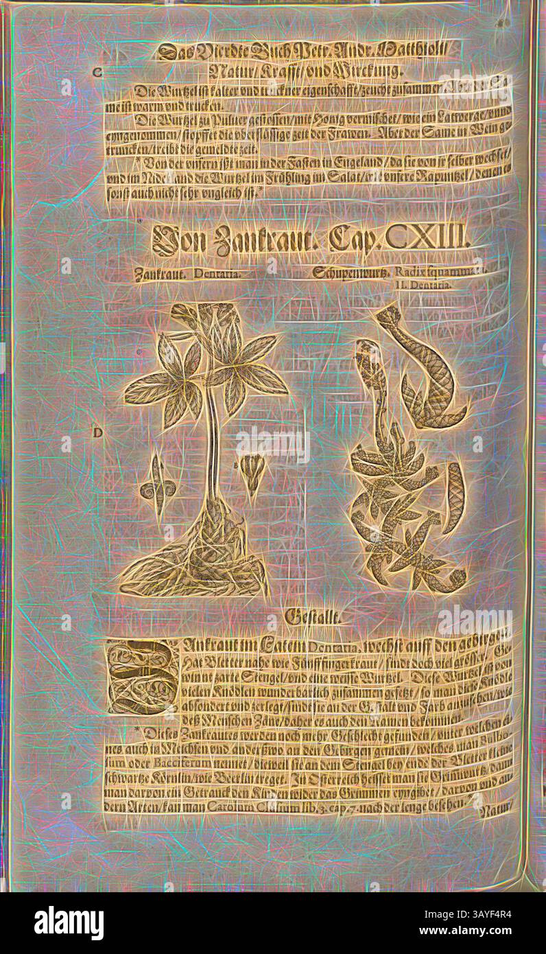 Eine antike Seite zeigt komplizierte Illustrationen von Pflanzen sowie kunstvollen Text in stilisierter Schrift. Das Layout enthält eine Mischung aus botanischen Skizzen und detaillierten Anmerkungen, die einen Schwerpunkt auf Naturgeschichte oder Kräuterwissen legen. Das Design verströmt einen historischen Charme und verbindet Kunst mit wissenschaftlicher Forschung., Dentaria und Radix squammata, II. Zahnheilkunde, Zankraut und Schupenwurtz, Fol. 414v, 1590, Pietro Andrea Mattioli, Joachim Camerarius: Kreuterbuch desz hochgelehrten unnd weitberühmter Herr D. Petri Andreae Matthioli. Franckfort am Mayn: [Feyrabendt], 1590, Klassische Kunst mit modernem Twist Stockfoto