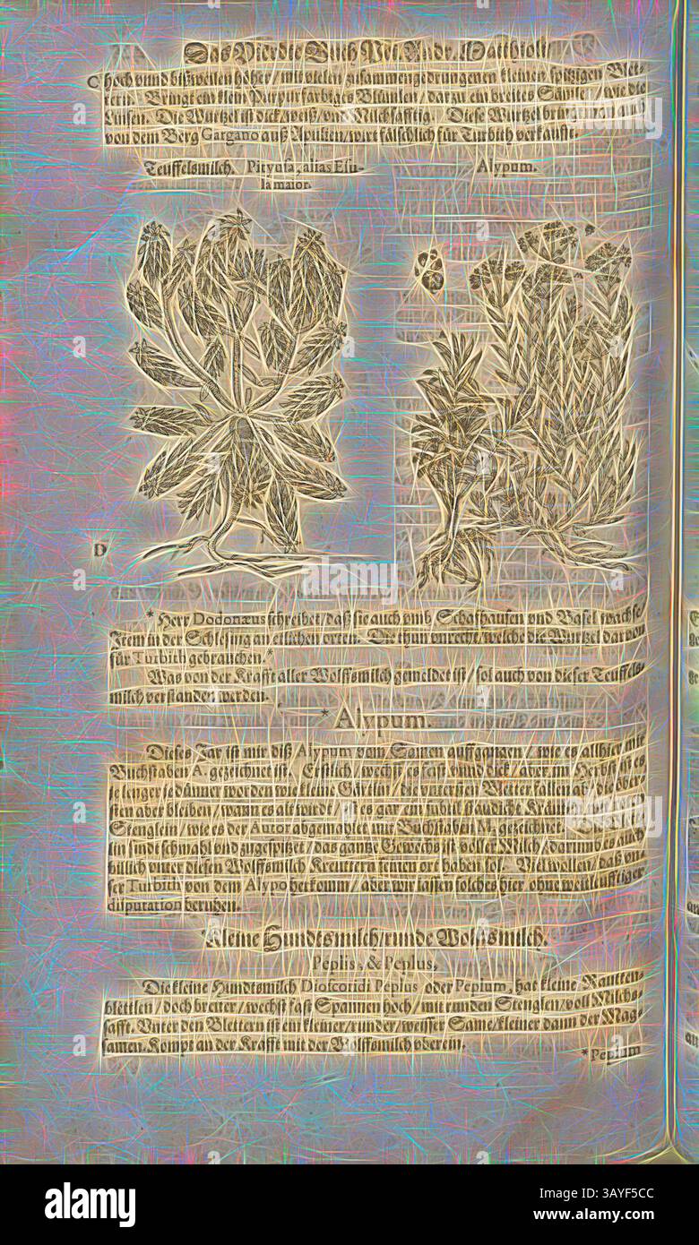 Ein antiker Text, der mit botanischen Illustrationen geschmückt ist, mit detaillierten Pflanzendarstellungen und Beschreibungen in verzierten Schriften, die historische botanische Studien widerspiegeln, sind Pityusa, der Bürgermeister, und zu einem anderen Zeitpunkt Esuia Alypum, Teuffelsmilk, Fol. 425v, 1590, Pietro Andrea Mattioli, Joachim Camerarius: Kreuterbuch desz hochgelehrten unnd weitberühmter Herr D. Petri Andreae Matthioli. Franckfort am Mayn: [Feyrabendt], 1590, Klassische Kunst mit einem modernen Twist von Artotop Stockfoto