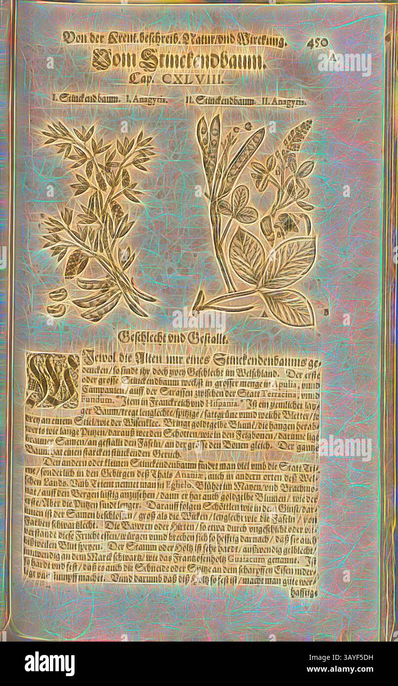 Eine detaillierte botanische Illustration mit verschiedenen Pflanzen, begleitet von einem beschreibenden Text, der ihre Eigenschaften und Verwendungen beschreibt. Das Layout umfasst eine Mischung aus komplizierten Illustrationen und informativen Etiketten, die die Vielfalt der Flora zeigen., Anagyris, Stinckendbaum, Fol. 450r, 1590, Pietro Andrea Mattioli, Joachim Camerarius: Kreuterbuch desz hochgelehrten unnd weitberühmter Herr D. Petri Andreae Matthioli. Franckfort am Mayn: [Feyrabendt], 1590, Klassische Kunst mit einem modernen Twist von Artotop Stockfoto